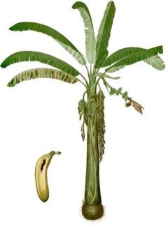 Musa x paradisiaca Plantain Banana Musa x paradisiaca Plantain Banana